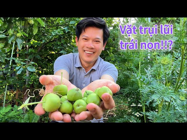 93. Oh no!! I had to pick and discard young apples || Healing with nature