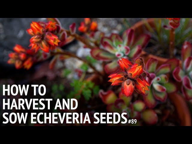 #89 How to propagate echeveria from seeds