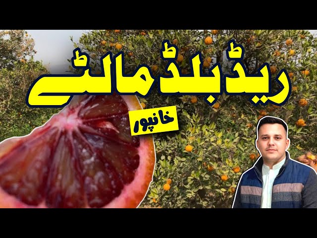 Touring an Orange Farm in Khanpur City, Pakistan – Discover Red Blood Oranges