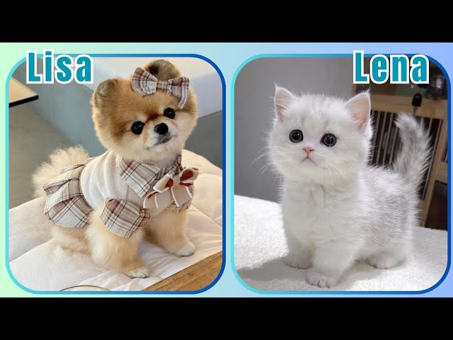 Lisa or Lena Animal Edition 🐈 #lisa #lena #lisalena #trending #fypシ゚ #cute