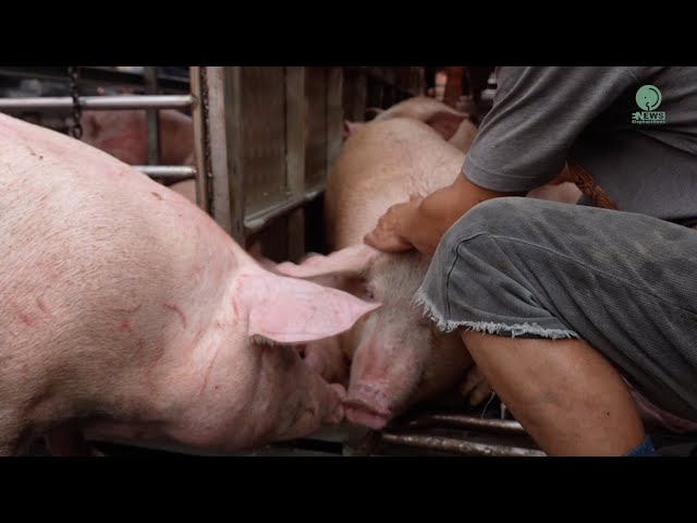 Pig Trying To Support And Encourage Their Trapped Companions During Rescue - ElephantNews