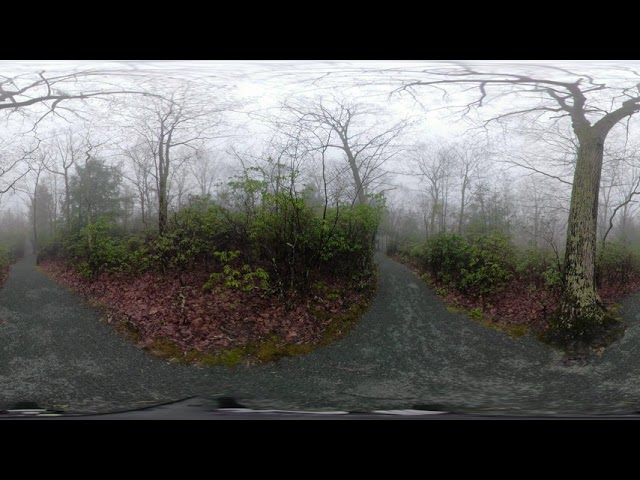 Fog and Rain on Limberlost Trail