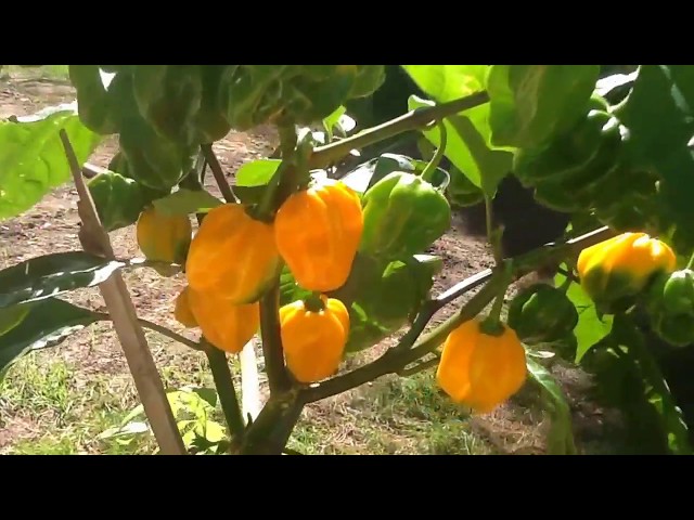 Jamaican Peppers Grown In Pots