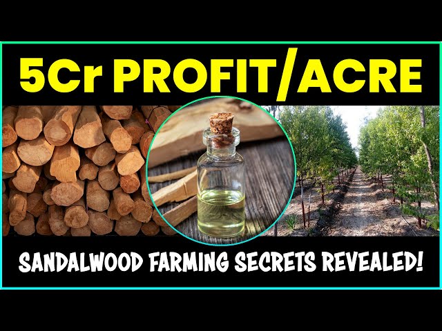 Unveiling the Secrets of Sandalwood (Chandan) Tree Farming: Massive 5Cr Profit/Acre!