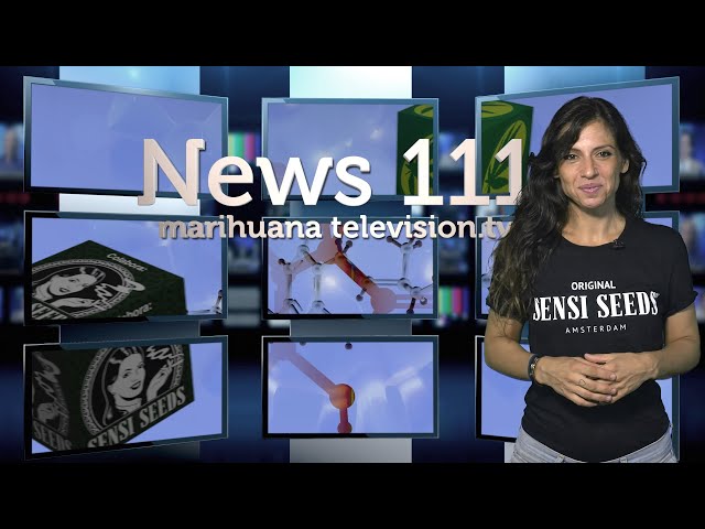 MARIHUANA sin VACACIONES. Clubs, GROWS y sector del CÁÑAMO CBD y CANNABIS LIGHT en alerta News 111