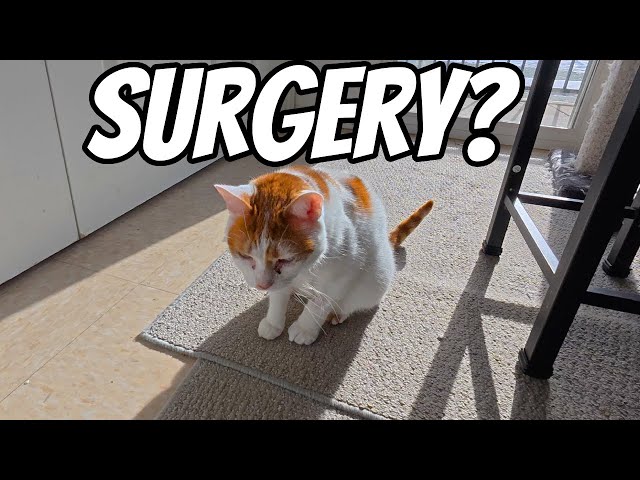 Update on Gideon and His Possible Surgery