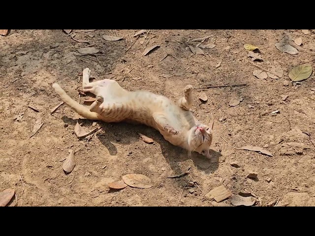 러블리 오렌지 고양이