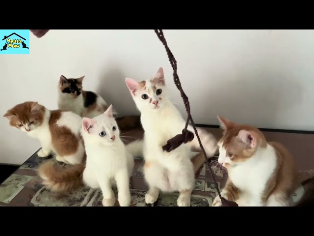 Rahasia di Balik Kebiasaan Kucing: Tempat Tinggi & Sempit! | Kucing Lucu Eps 31