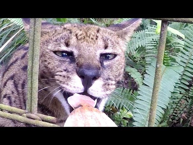 Stick Feeding Big Cats?  FAQ Friday In 360!!