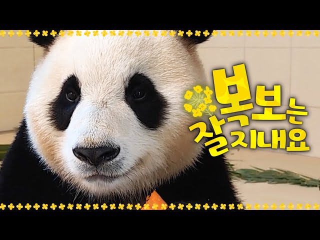 (SUB) Video Call Coming From Panda Fubao 🐼│Panda World