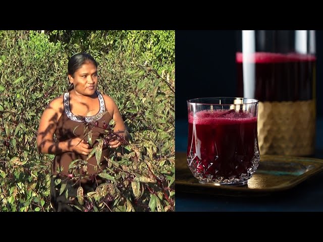 How To Make Sorrel Liqueur (From Field To Bottle)