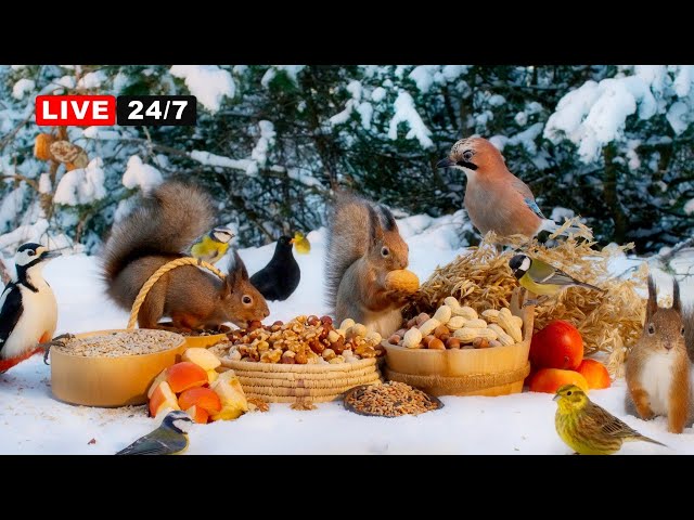 🔴24/7 LIVE CAT TV NO ADS😺 Cutest Birds and Squirrels in the Snow Nature Sounds 4K HDR