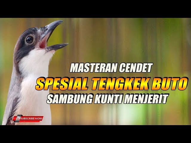 MASTERAN CENDET SUPER GACOR SPESIAL TENGKEK BUTO sambung KUNTI MENJERIT