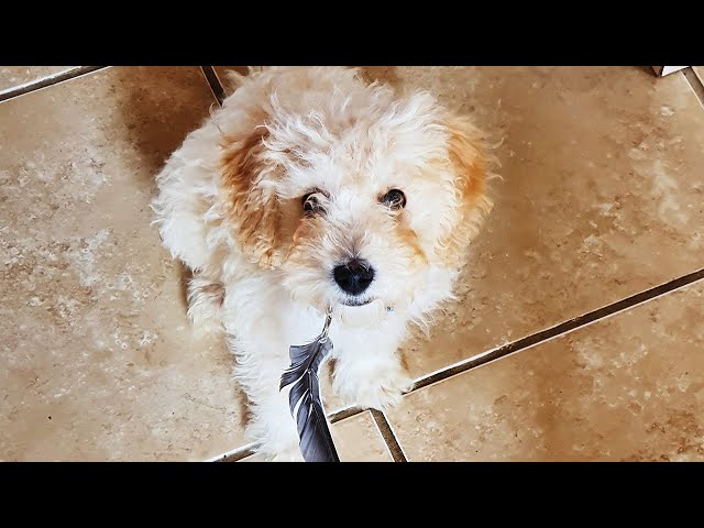 Wilfred the Cavapoochon Puppy - VR180 3D 180 VR