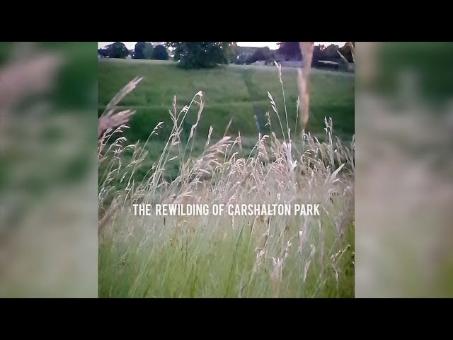 The Rewilding of Carshalton Park June 2023 - Secret Carshalton TV