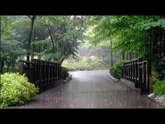 Fill your Mind with Rain Sounds. Refreshing Scenery of the Arboretum, White Noise, Sleep, Relaxation