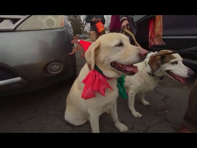 Dickens of a Dog Show Christmas Dog Parade 3D 180 VR