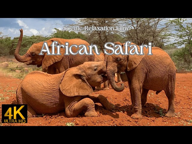 African Safari 4K -  Scenic Relaxation Film with African Inspired Music