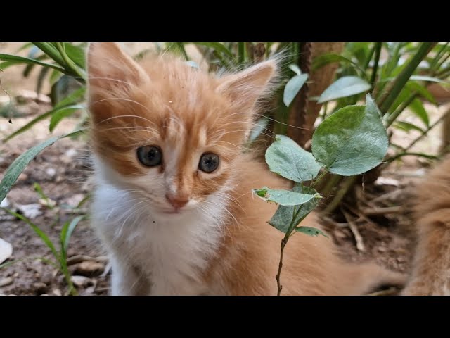 Four Ginger Kittens playing together!