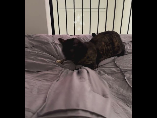 POV: Your bed belongs to me now, human! Watch me hunt 😈 #ninjacat #cat #petshorts #catfun #catlove