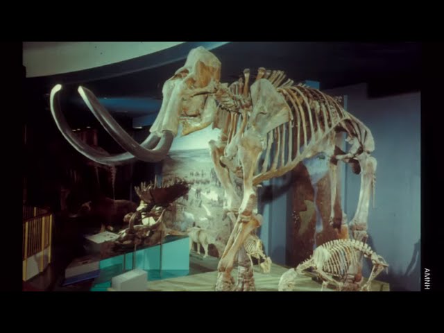 The Extinct Ice Age Mammals of North America