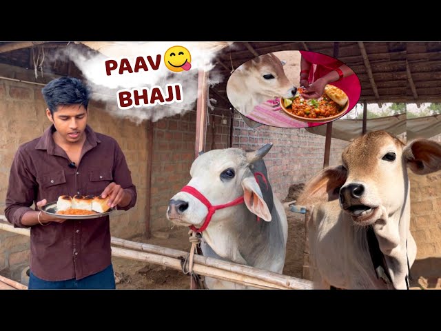 Baby Cow Vrinda Tries Pav Bhaji for the First Time!😋 || Feeding Pav Bhaji to My Cows🐮!