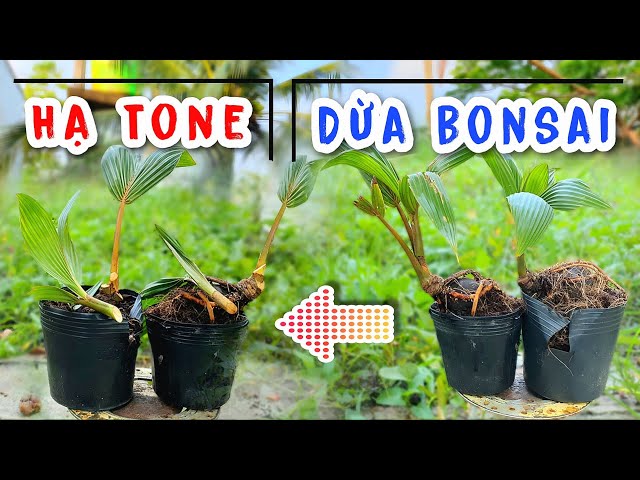 How to Lower the Tone of a Bonsai Coconut | Hoang Linh Coconut Bonsai