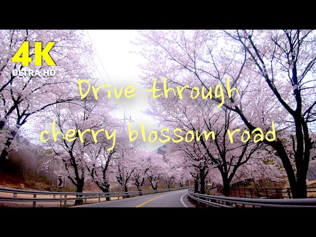 4K drive through cherry blossom road | Relaxing Video and music | Beautiful nature of South Korea