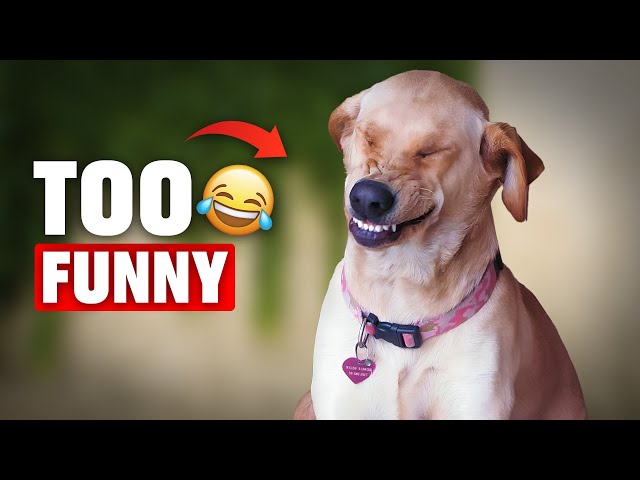 Funny DOG Videos Will MAKE You LAUGH #funnydogvideos #dogsofyoutube #pettraining #funnypetvideos