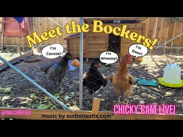 Meet The Bockers by Day - Possum Crew by Night #possum #livecam #possumcam #livestream #chickencoop