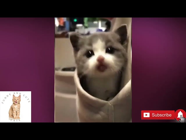 😻  LAUGH-OUT-LOUD CATS VIDEO #19 😻  FUNNY & CUTE CATS & KITTENS