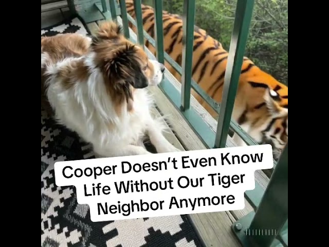 Cooper Doesn’t Even Know Life Without Our Tiger Neighbor Anymore