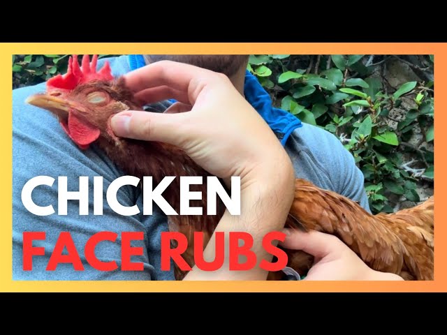 CHICKEN SPA DAY! My pet chicken, Lindsay LoHEN, loves her face rubs lol