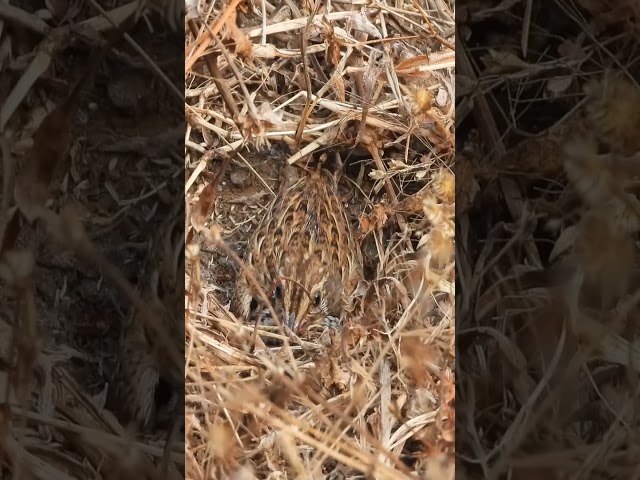 Baby Boy Genius: What sound does a quail make?