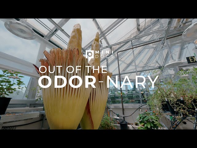 Mini Docs | Out of the Odor-nary