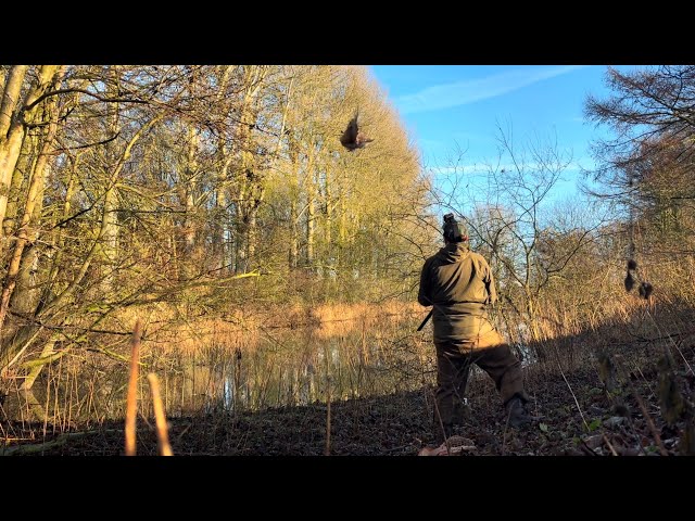 Game Shooting Over Christmas & New Year | Stunning Winter Hunts