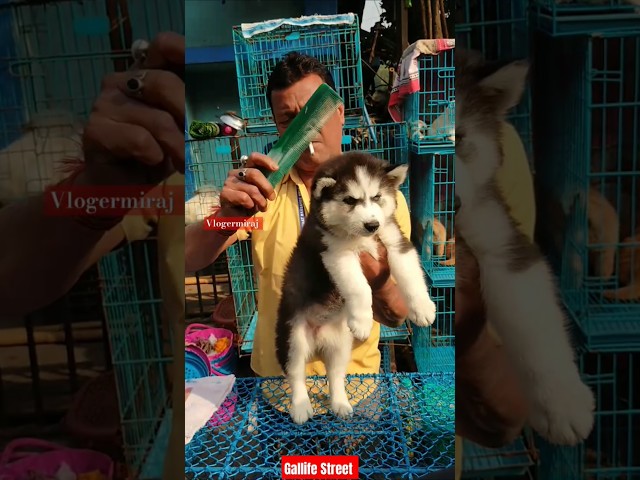 Pat Market Kolkata 😍/lowest price puppy dog/Gallif Street dogs #shorts #viral #dog #dogs #doglover