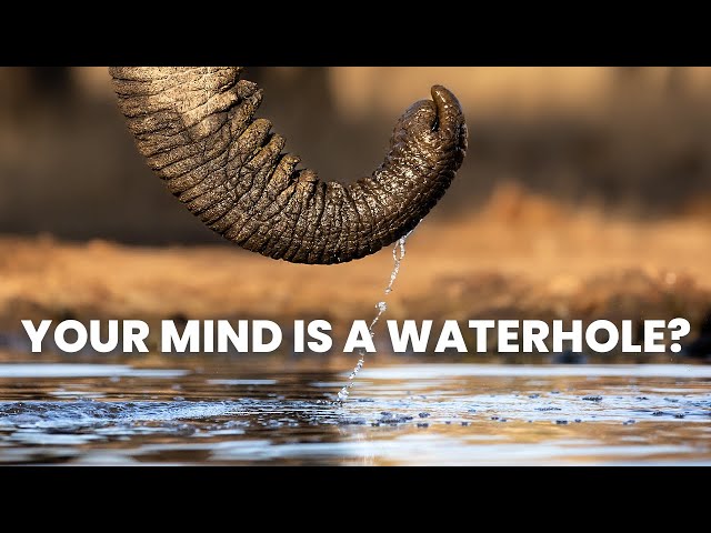 3 Life Changing Lessons on Happiness from a Waterhole in Africa