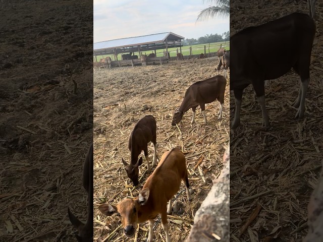 Ternak Sapi Nekat Modal Semangat #automobilehistory #automobile #cow #channelternaksapibali #farming