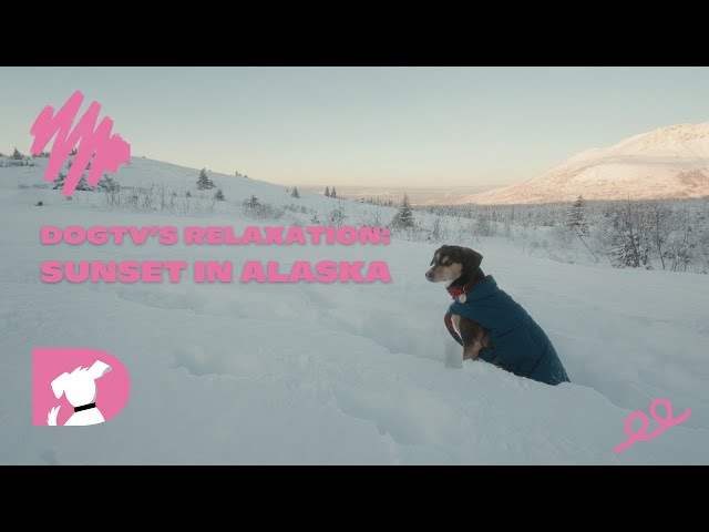 DOGTV's Relaxation: Sunset in Alaska