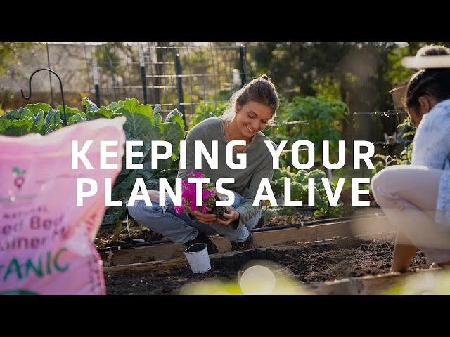 Essential Tips for New Gardeners Keeping Plants Alive and Thriving