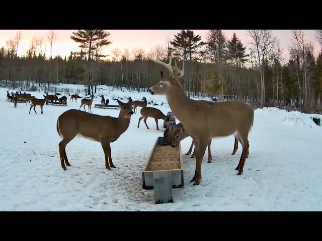 Brownville's Food Pantry For Deer "Trail View"