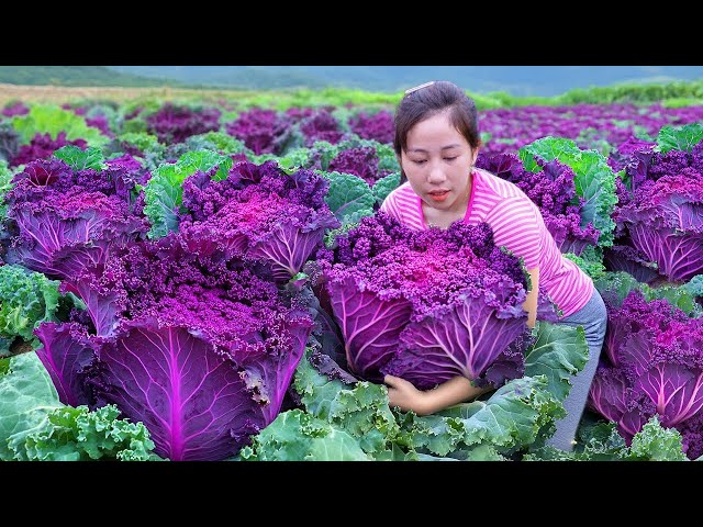 Harvesting Green Vegetable,Traditional Pickling Recipe Go To Market Sell|Harvesting Farm Produce