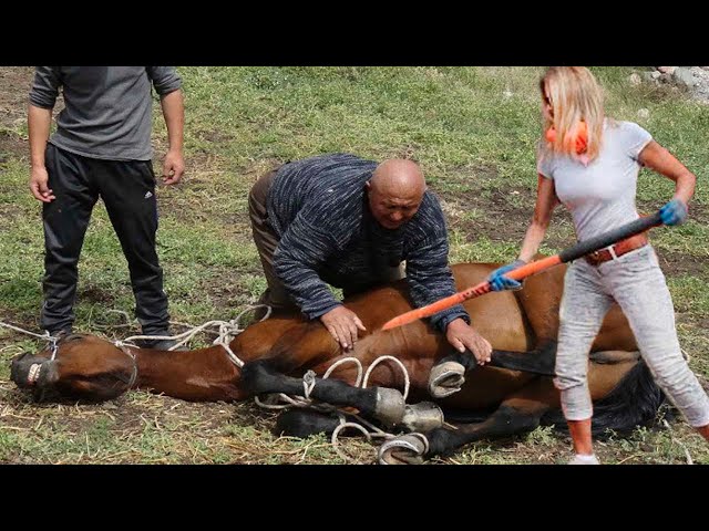 🐴HORSE WITH A BROKEN HOOF — Headed for Slaughter? Horse Hoof Restoration! #HorseCare