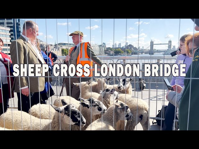 Central London Walk | Sheep walking cross London Bridge [4K HDR]