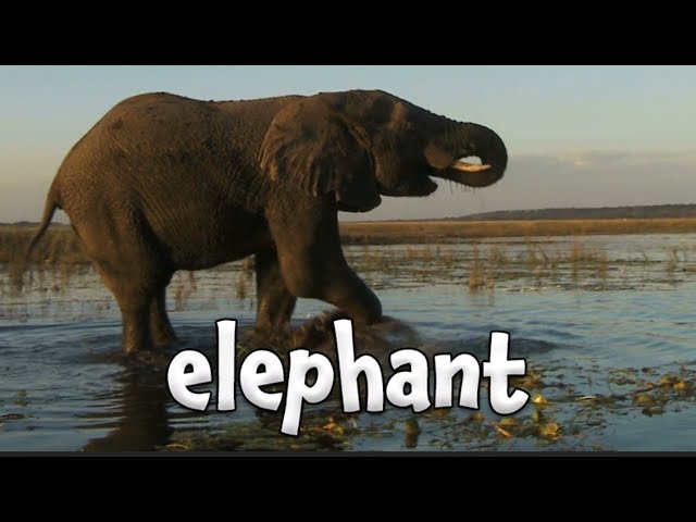 Zoo Animals for Children! | Learn Different Animal Names | Kids Learning Videos