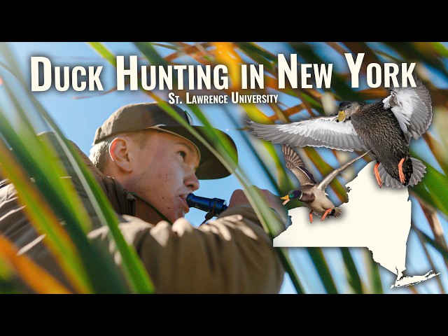 Duck Hunting a Marsh for Black Ducks & Mallards in New York