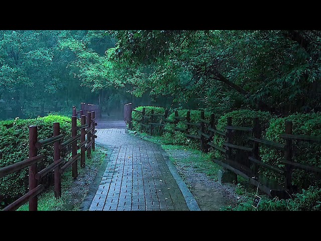 24/7 Siente la comodidad de un hermoso sendero en el bosque.Sonidos de lluvia para un sueño profundo