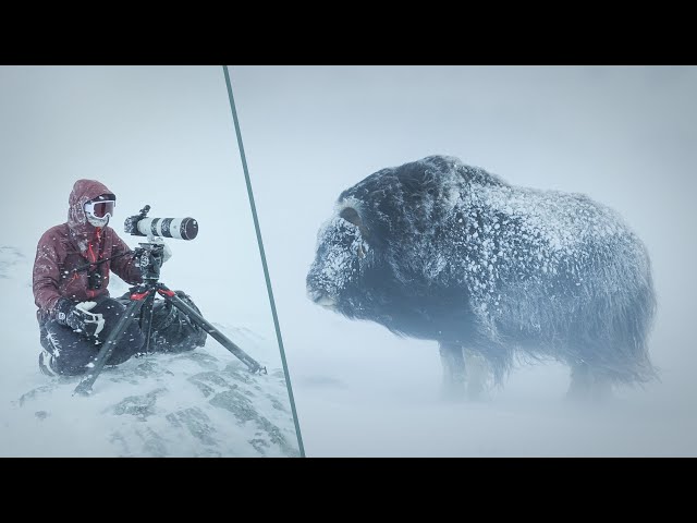 Wildlife Filmmaking in Norway | Musk Oxen and Winter Camping in Dovrefjell