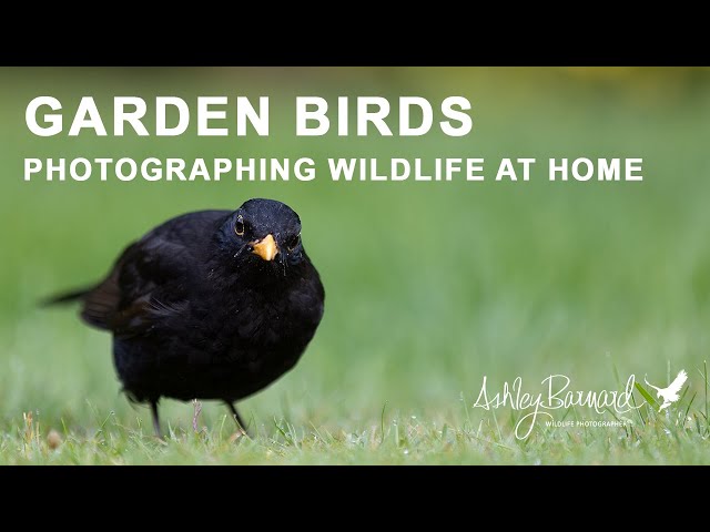 Garden Birds - Simple wildlife photography